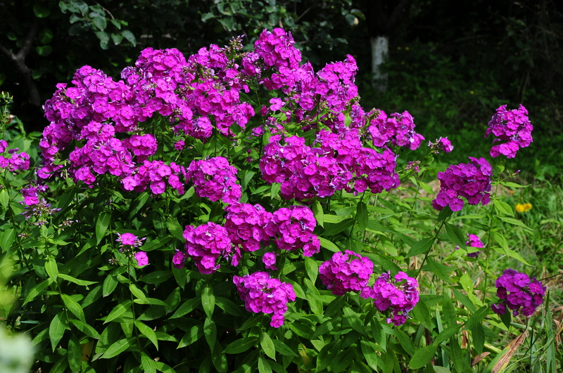 garden trees