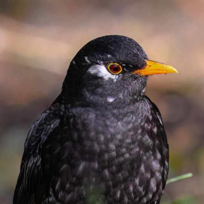 A close-up image of a landrail bird perched on the ground in a garden setting. The bird has predominantly dark plumage with a mottled black and gray appearance, a bright yellow-orange beak, and a stri
